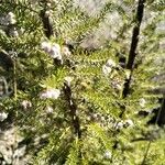 Erica arborea Fruit