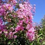 Lagerstroemia indica Květ