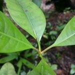 Tovomita brevistaminea Leaf