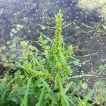 Rumex maritimus Gyümölcs