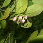 Clusia cylindrica Fruit