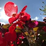 Begonia evansiana Blodyn