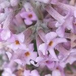 Buddleja officinalis Flor