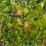 Drosera rotundifoliaBlatt