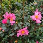 Camellia sasanqua 整株植物