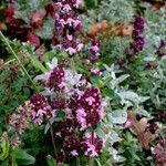 Thymus serpyllum Habit