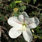 Bauhinia natalensis Floare