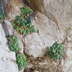 Bellium crassifolium आदत