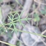 Ptychotis saxifraga Likasa