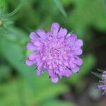 Knautia arvensis花