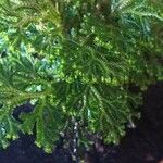 Selaginella kraussiana 葉