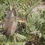 Vicia cusnae Vekstform