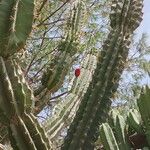 Cereus jamacaru Plod
