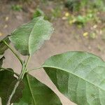 Cavacoa quintasii Blatt