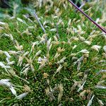 Arenaria nitida Flor