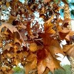 Platanus × hispanica Fruit