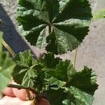 Malva pusilla Leht