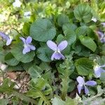 Viola hirta Blomst