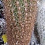 Cleistocactus baumannii Leaf