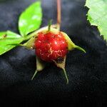 Rubus pentagonus