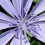 Cichorium pumilum Floro
