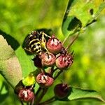 Amelanchier alnifolia फल