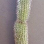 Cleistocactus hyalacanthus Pokrój