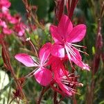 Gaura lindheimeri Kwiat
