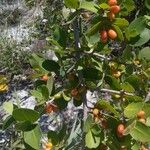 Erythroxylum suberosum Froito