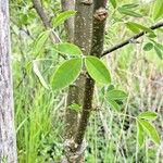 Laburnum anagyroides Écorce