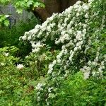 Crataegus rhipidophylla Habitatea