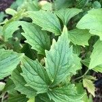 Levisticum officinale Blatt