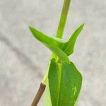 Commelina virginica Folha