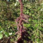 Amaranthus hybridus Habit