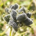 Veronica bellidioides Mbuma