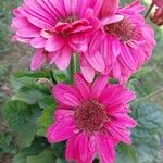 Gerbera jamesonii 花