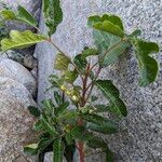 Toxicodendron diversilobum Hoja