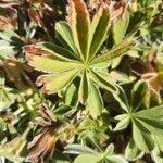 Potentilla nivalis Leaf