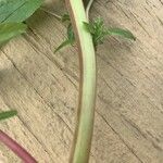 Amaranthus powellii Bark