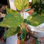 Alocasia cucullata Buveinė