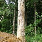 Bobgunnia fistuloides Corteza