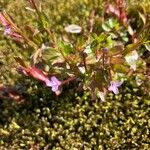 Epilobium hornemannii Žiedas