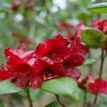 Rhododendron succothii Flower