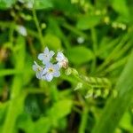 Myosotis latifolia Кветка