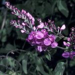 Securidaca diversifolia Flor