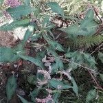 Persicaria lapathifolia Квітка