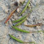 Epilobium brachycarpum Φρούτο