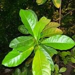 Lophanthera lactescens Hoja