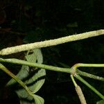Piper crassinervium Corteccia