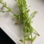 Stellaria alsine Blatt